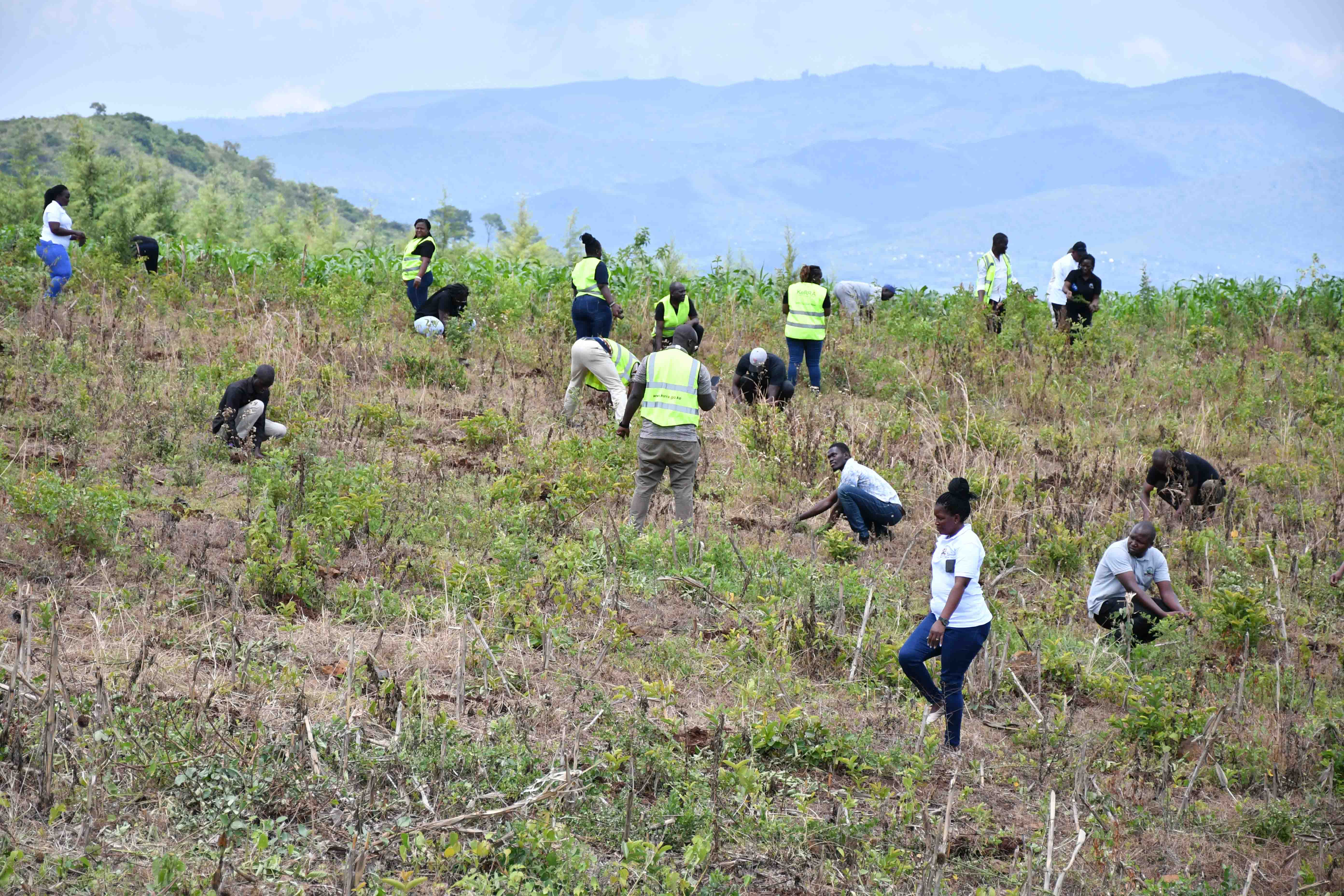 Ministry of Roads and Transport during tree planting exercise at Lambwe Forest, Thursday November 7, 2024