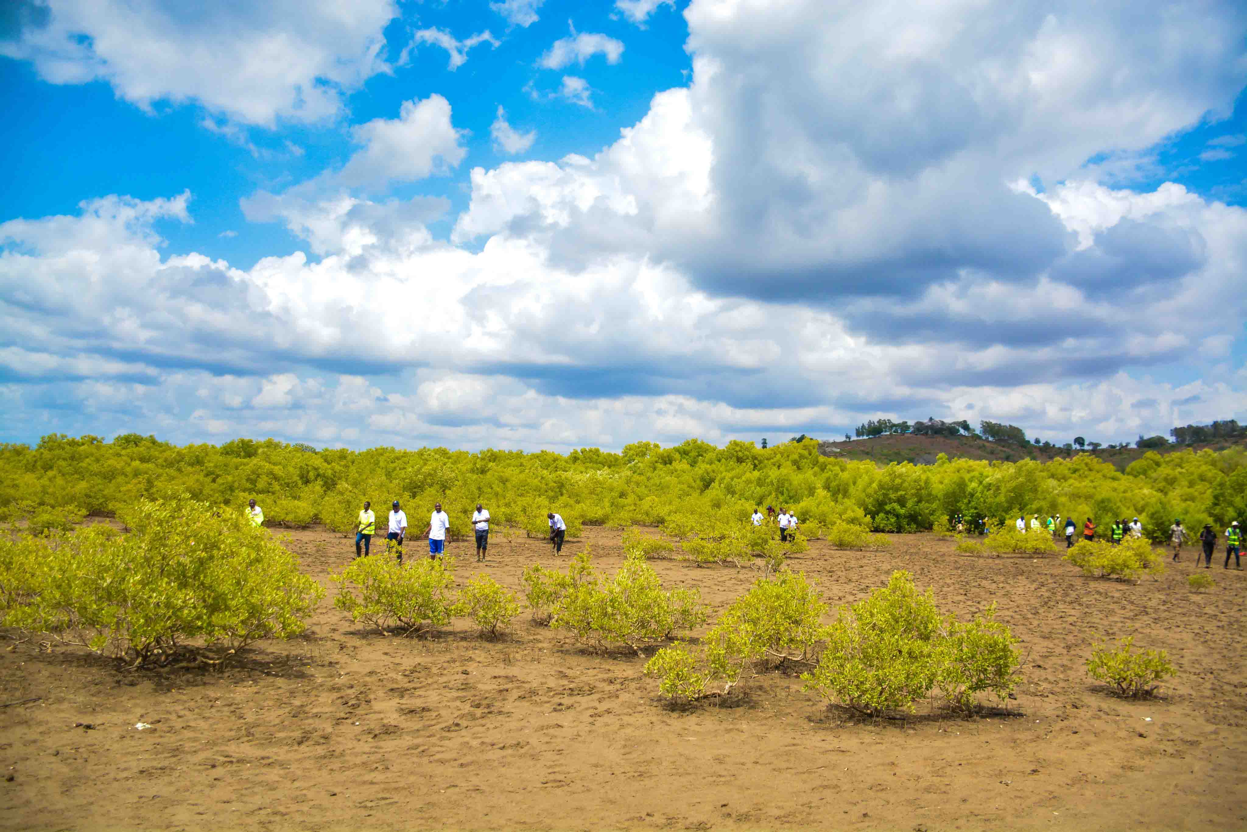 Cabinet Secretary Leads Tree Growing Exercise at Dongo Kundu Creek, Kwale County