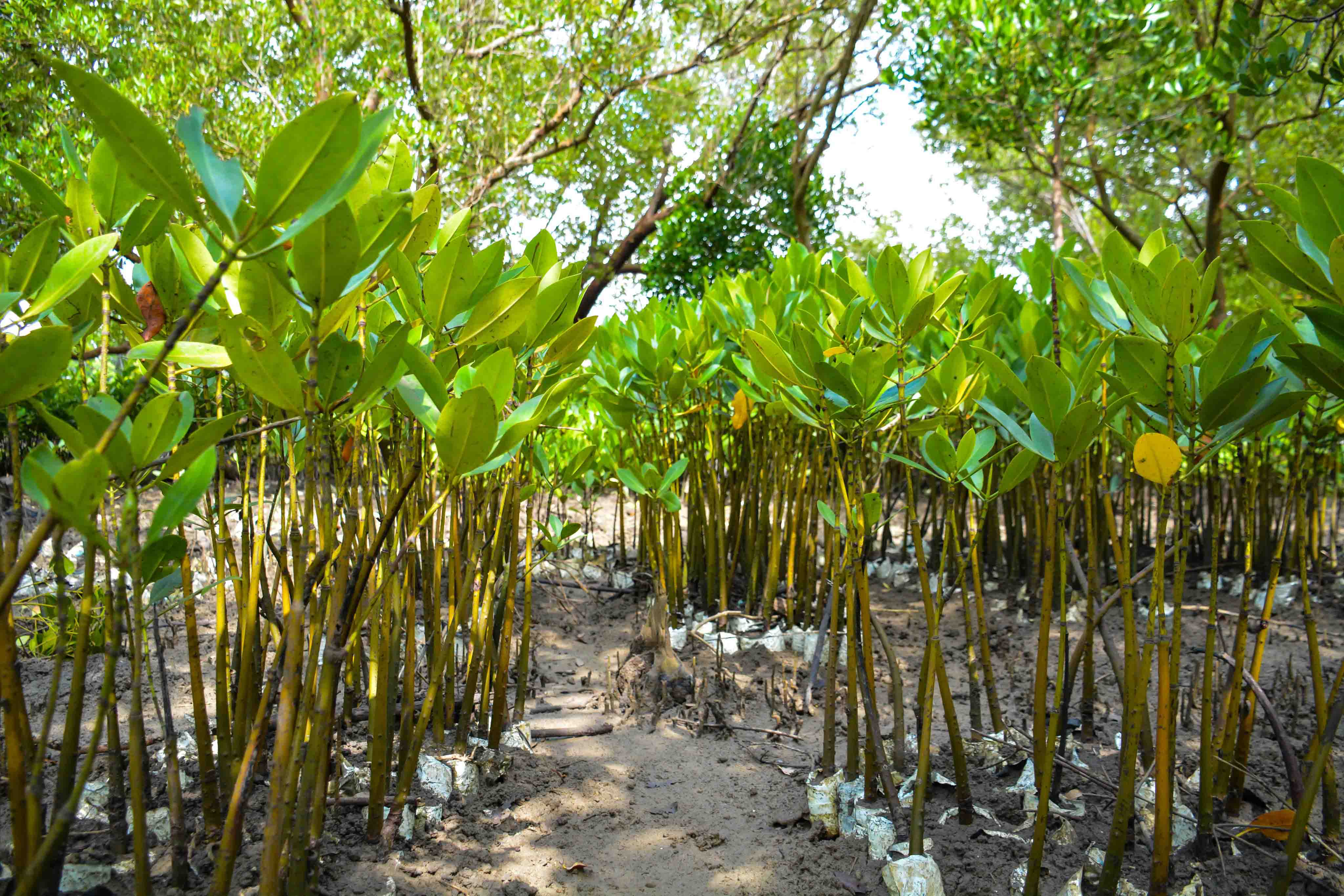 Cabinet Secretary Leads Tree Growing Exercise at Dongo Kundu Creek, Kwale County