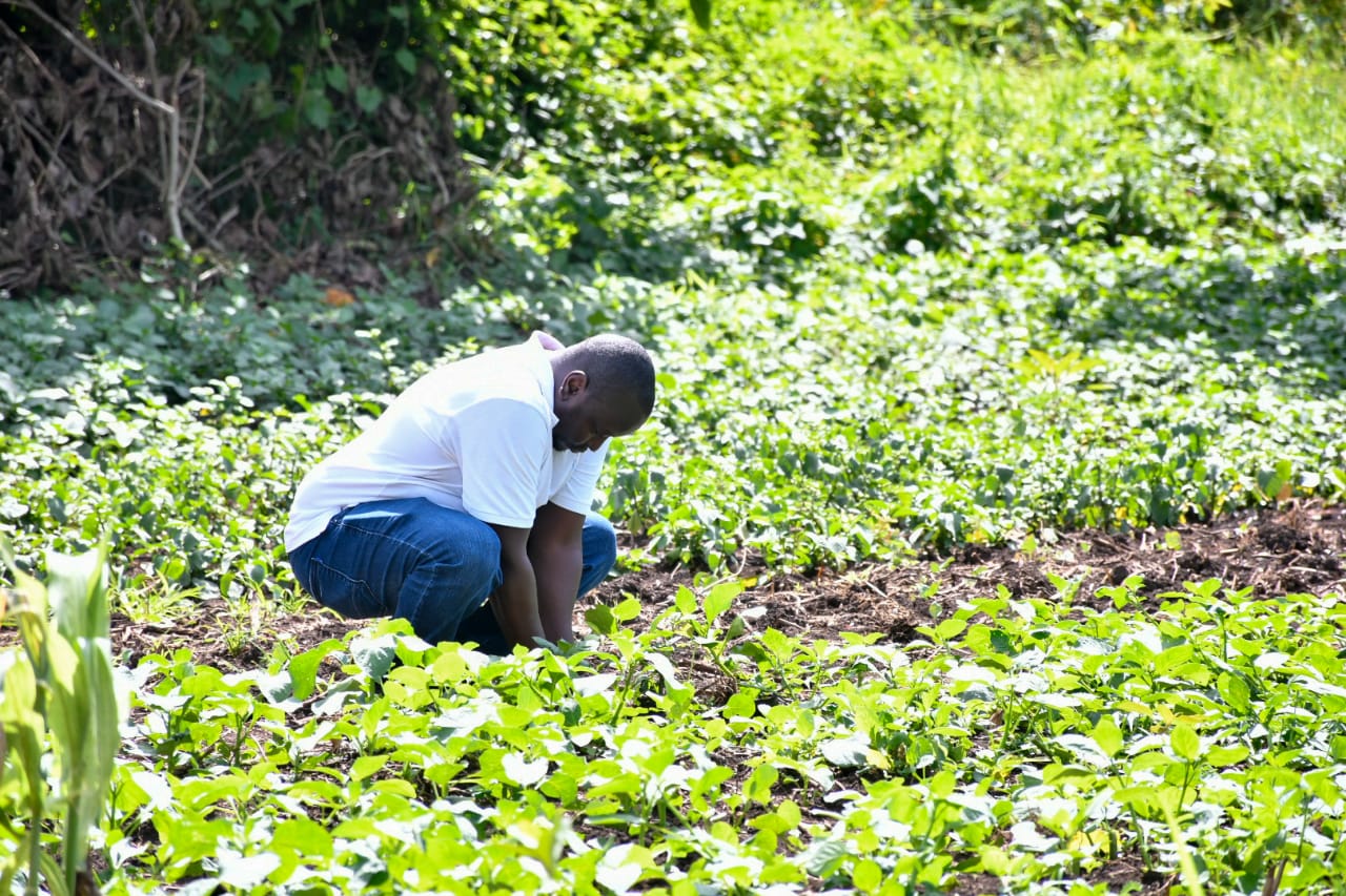 State Department Undertakes Tree Growing Activity in Lambwe Forest, Homabay County