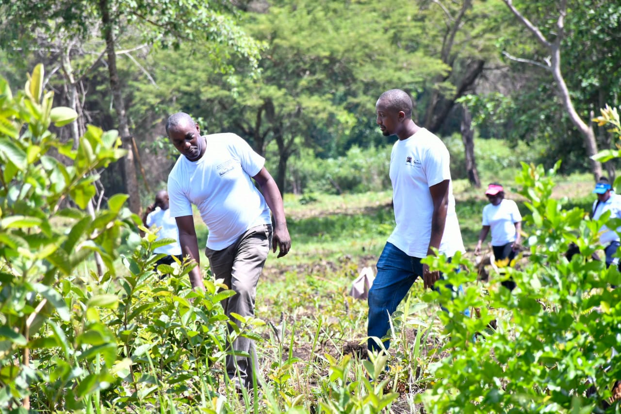 State Department Undertakes Tree Growing Activity in Lambwe Forest, Homabay County