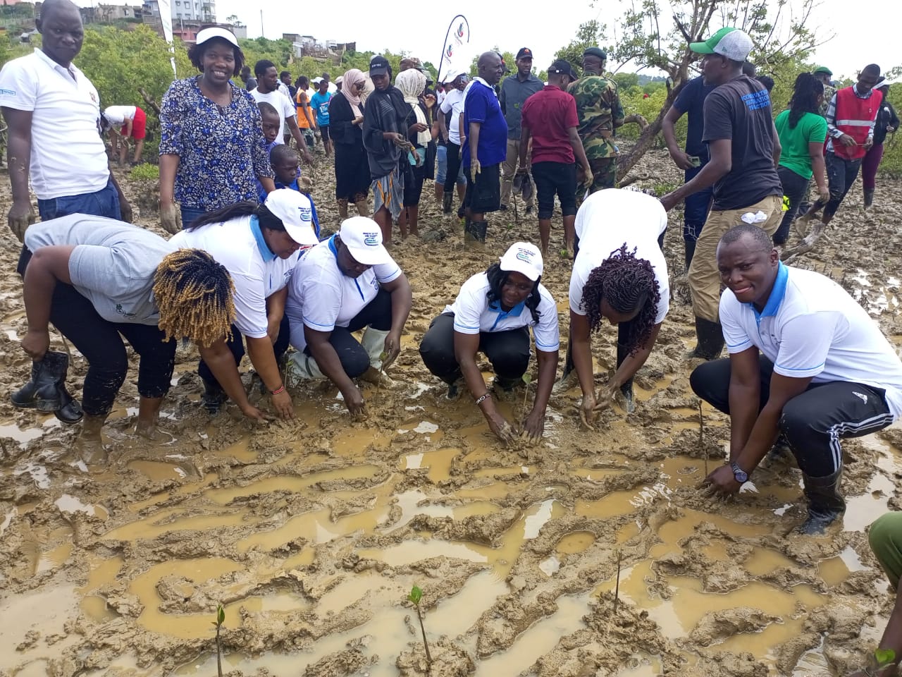Ministry Of Roads and Transport Leads Mangrove Planting Initiative in Jomvu, Mombasa County on National Tree Growing Day 2024